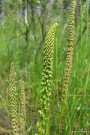 Arrowgrass