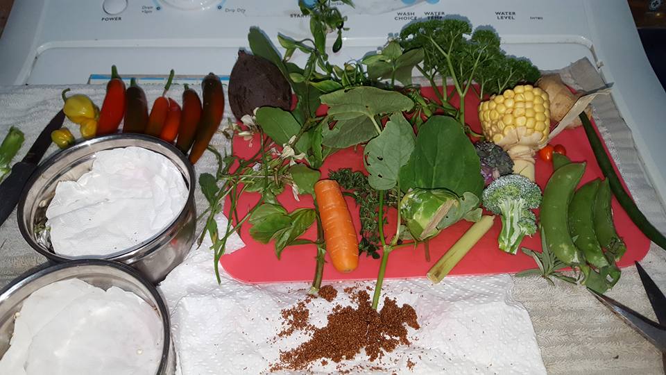 What Weeds Can Cockatiels Eat